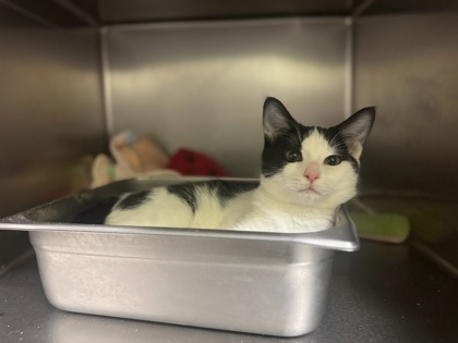 Cherry, an adoptable Domestic Short Hair in Moses Lake, WA, 98837 | Photo Image 1