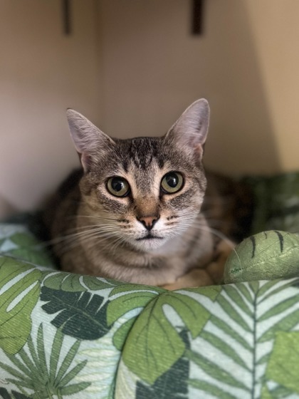 Alabama, an adoptable Domestic Short Hair in Moses Lake, WA, 98837 | Photo Image 1