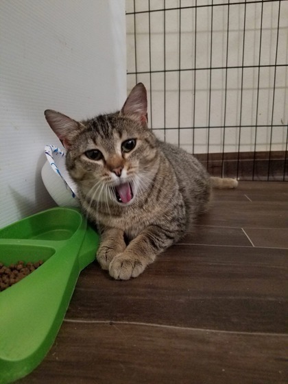 Alabama, an adoptable Domestic Short Hair in Moses Lake, WA, 98837 | Photo Image 2