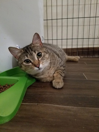 Alabama, an adoptable Domestic Short Hair in Moses Lake, WA, 98837 | Photo Image 3