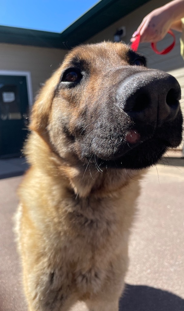 Loki