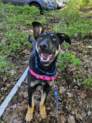 What my foster family says about me  I love treats and Im happy to learn new tricks if I