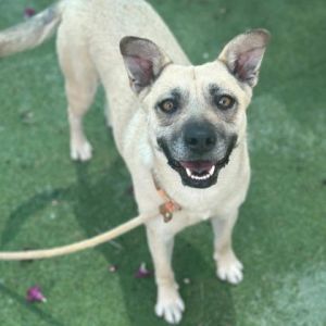 TIANA*, Adult Female Canaan Dog