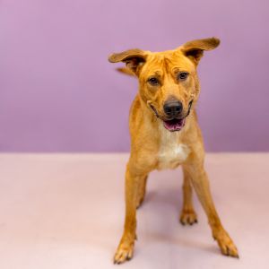 Pen 144 Nugget Shepherd Dog