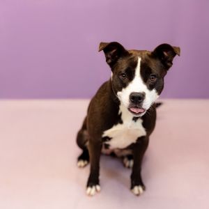 Pen 158 Kristi Pit Bull Terrier Dog