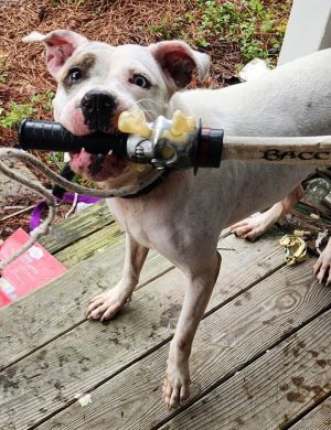Professor Minerva Mcgonagall, Young Female American Staffordshire Terrier