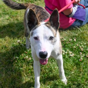 POINTER is famous among volunteers for his signature gentle hugs He is also a loving social butter
