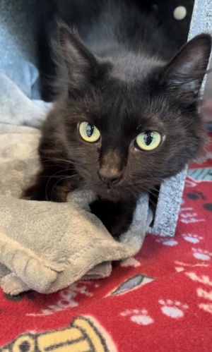 Este, Adult Female Domestic Medium Hair