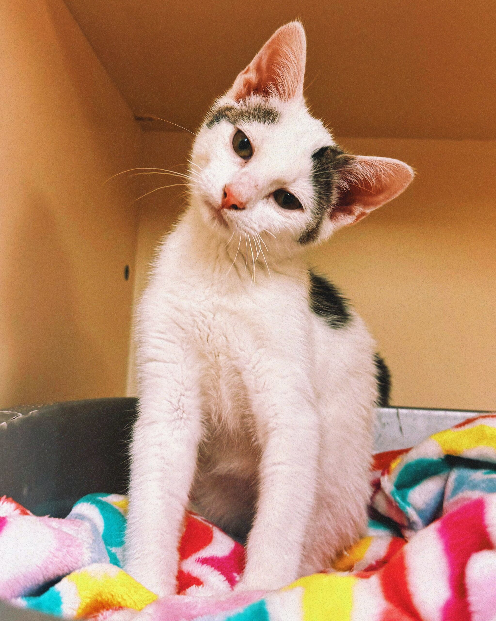 Blazer, an adoptable Domestic Short Hair in Hays, KS, 67601 | Photo Image 1