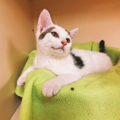 Blazer, an adoptable Domestic Short Hair in Hays, KS, 67601 | Photo Image 2