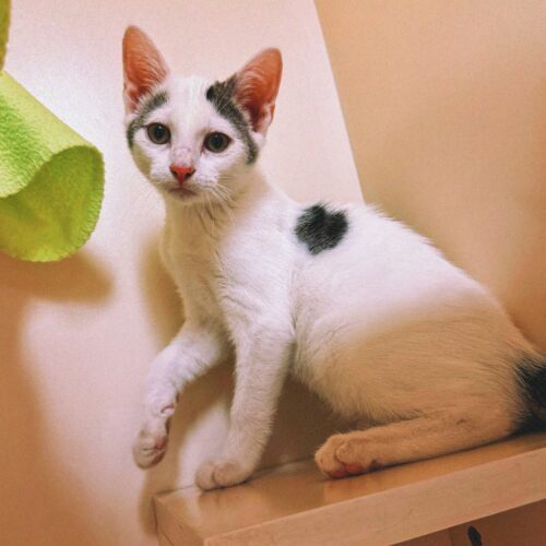 Blazer, an adoptable Domestic Short Hair in Hays, KS, 67601 | Photo Image 3