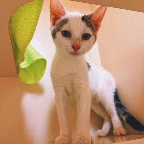 Blazer, an adoptable Domestic Short Hair in Hays, KS, 67601 | Photo Image 4