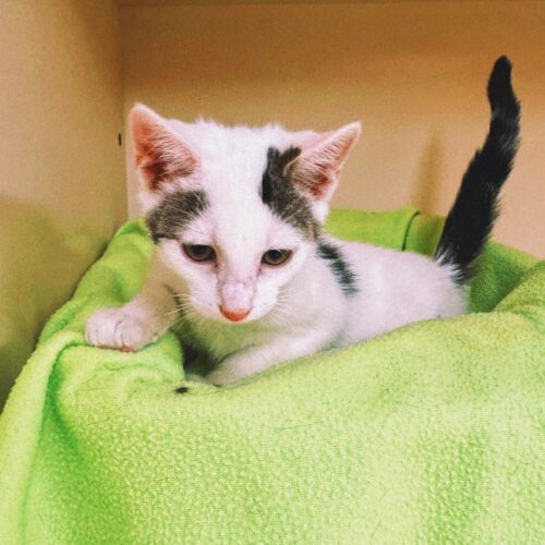 Blazer, an adoptable Domestic Short Hair in Hays, KS, 67601 | Photo Image 5