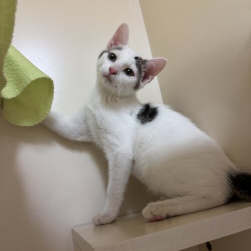 Blazer, an adoptable Domestic Short Hair in Hays, KS, 67601 | Photo Image 6