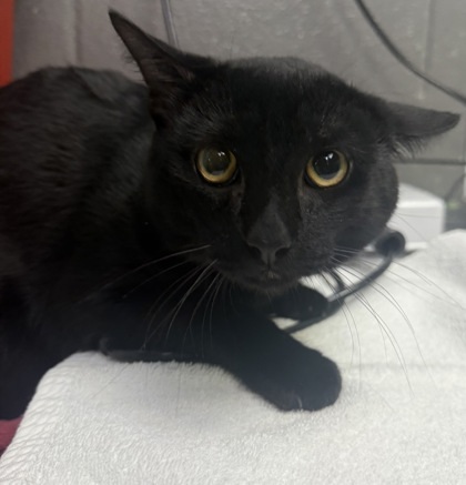 Binx