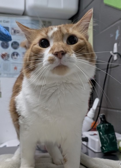 Purrmeowhthius