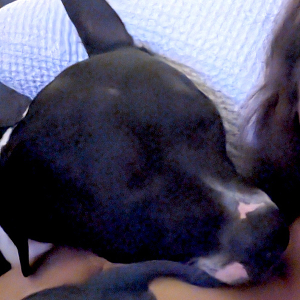 Campbell thumbnail 2