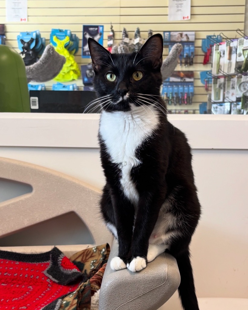 Mrs. Anderson, an adoptable Domestic Short Hair in Winnipeg, MB, R3H 0M1 | Photo Image 1