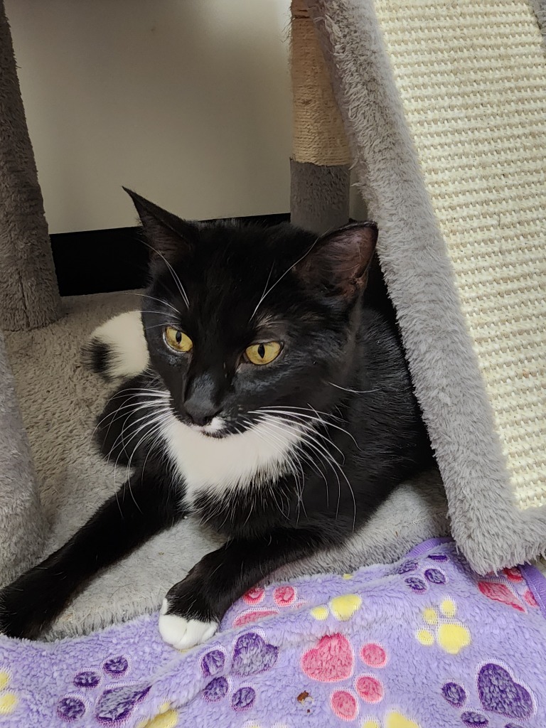 Mrs. Anderson, an adoptable Domestic Short Hair in Winnipeg, MB, R3H 0M1 | Photo Image 2