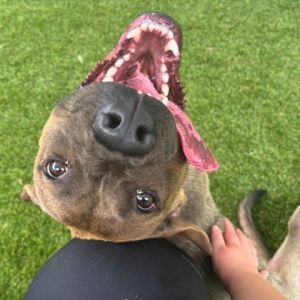 Bodhi, Baby Male Mixed Breed