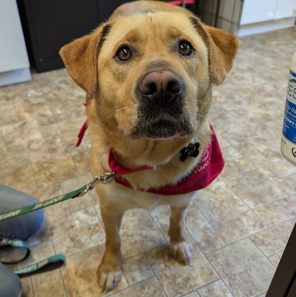 Buddy