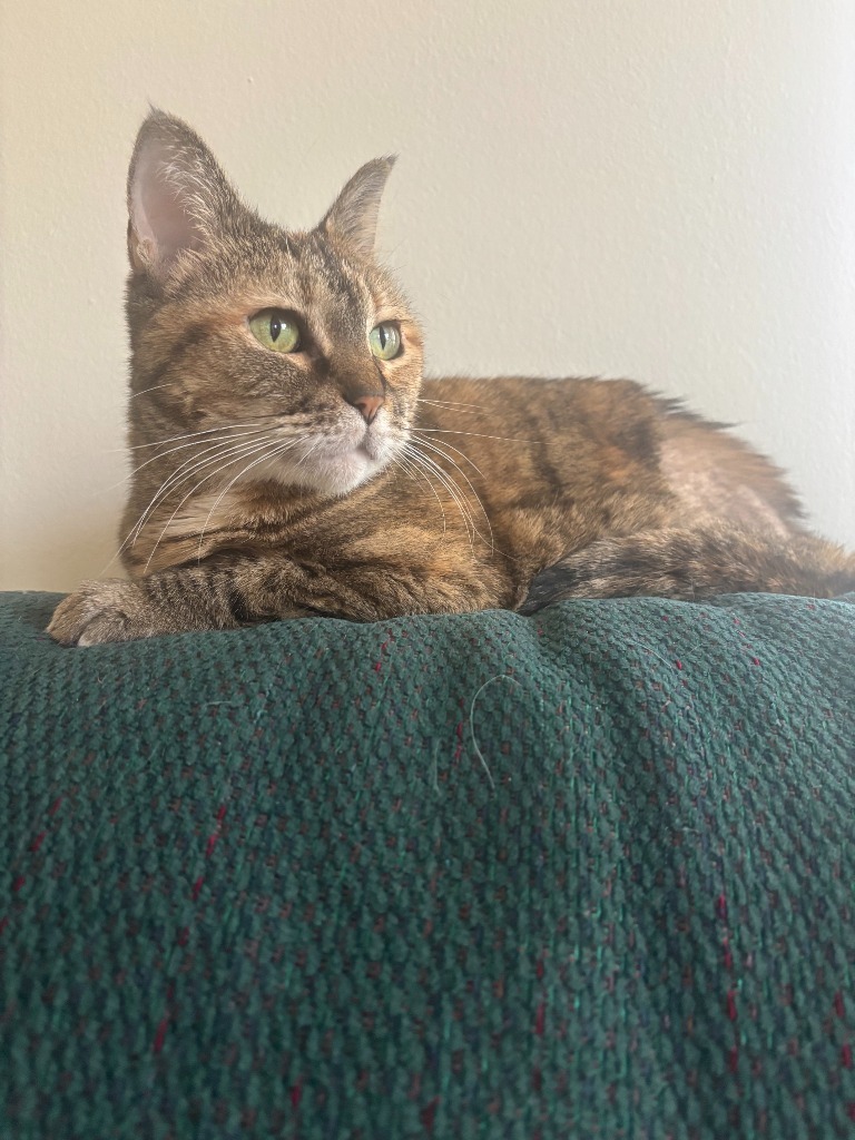 Nala (FIV+)
