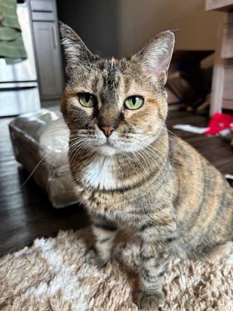 Nala (FIV+)