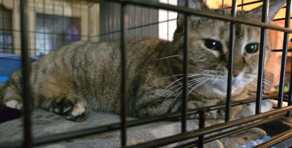 Nala (FIV+)