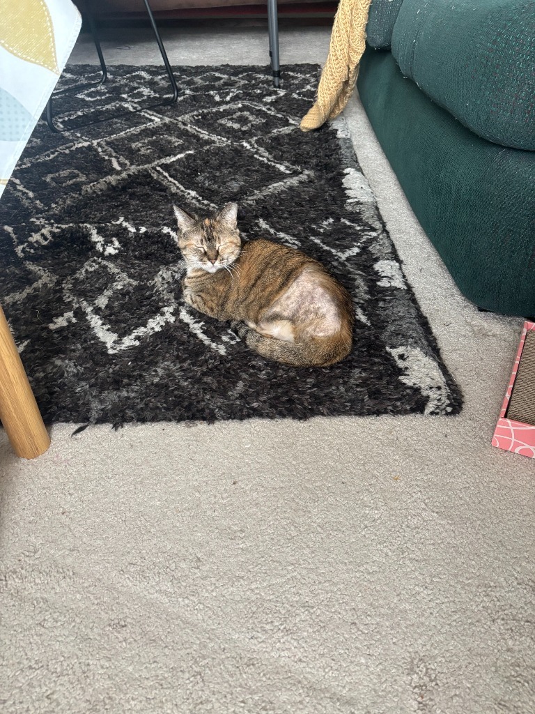 Nala (FIV+)