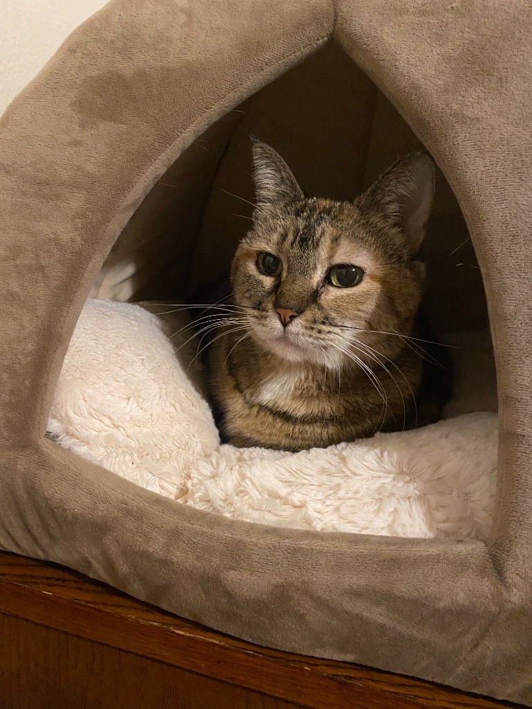 Nala (FIV+)