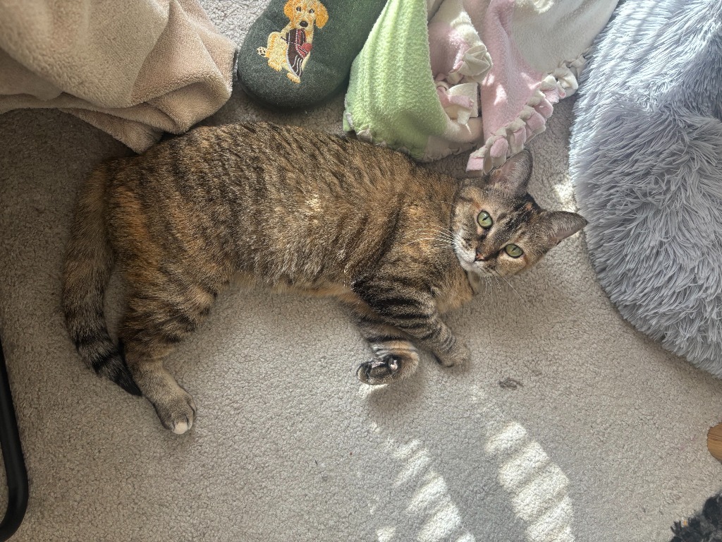 Nala (FIV+)