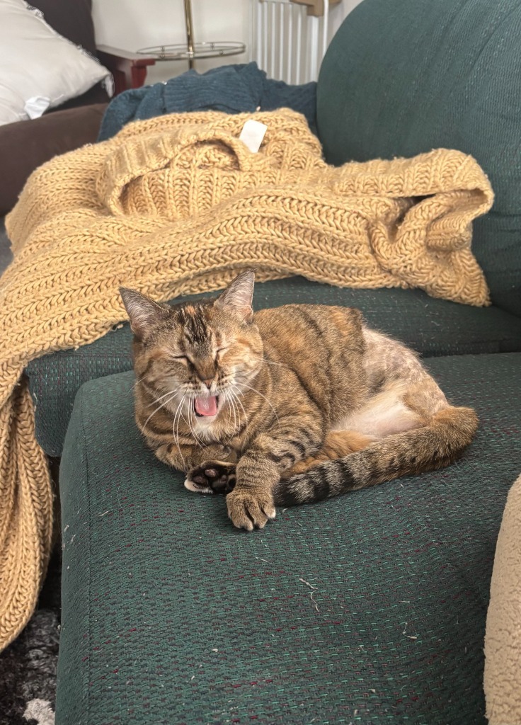 Nala (FIV+)