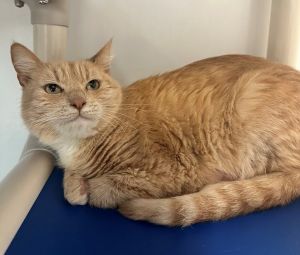 Beatrice Domestic Short Hair Cat