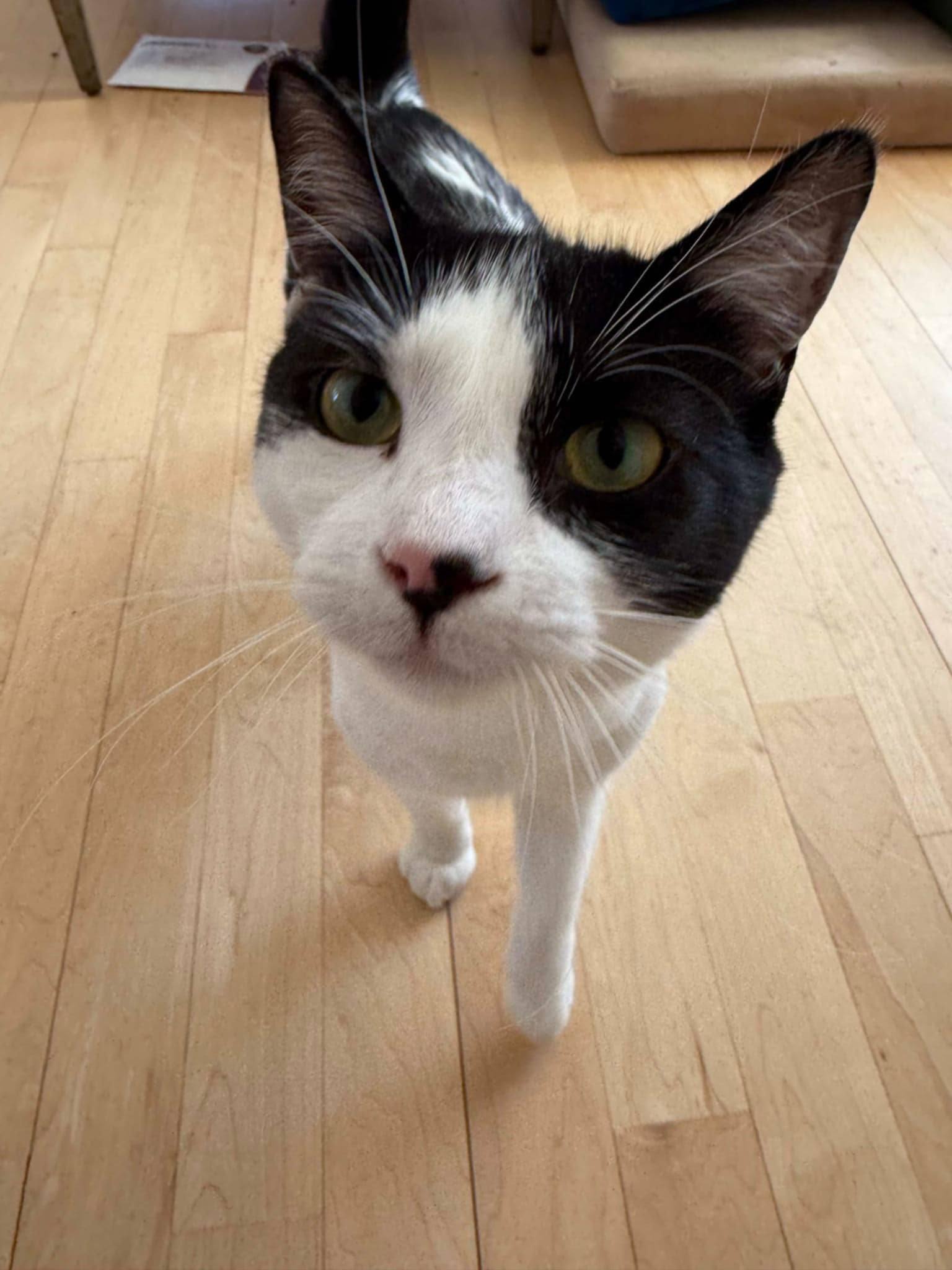 Sumi