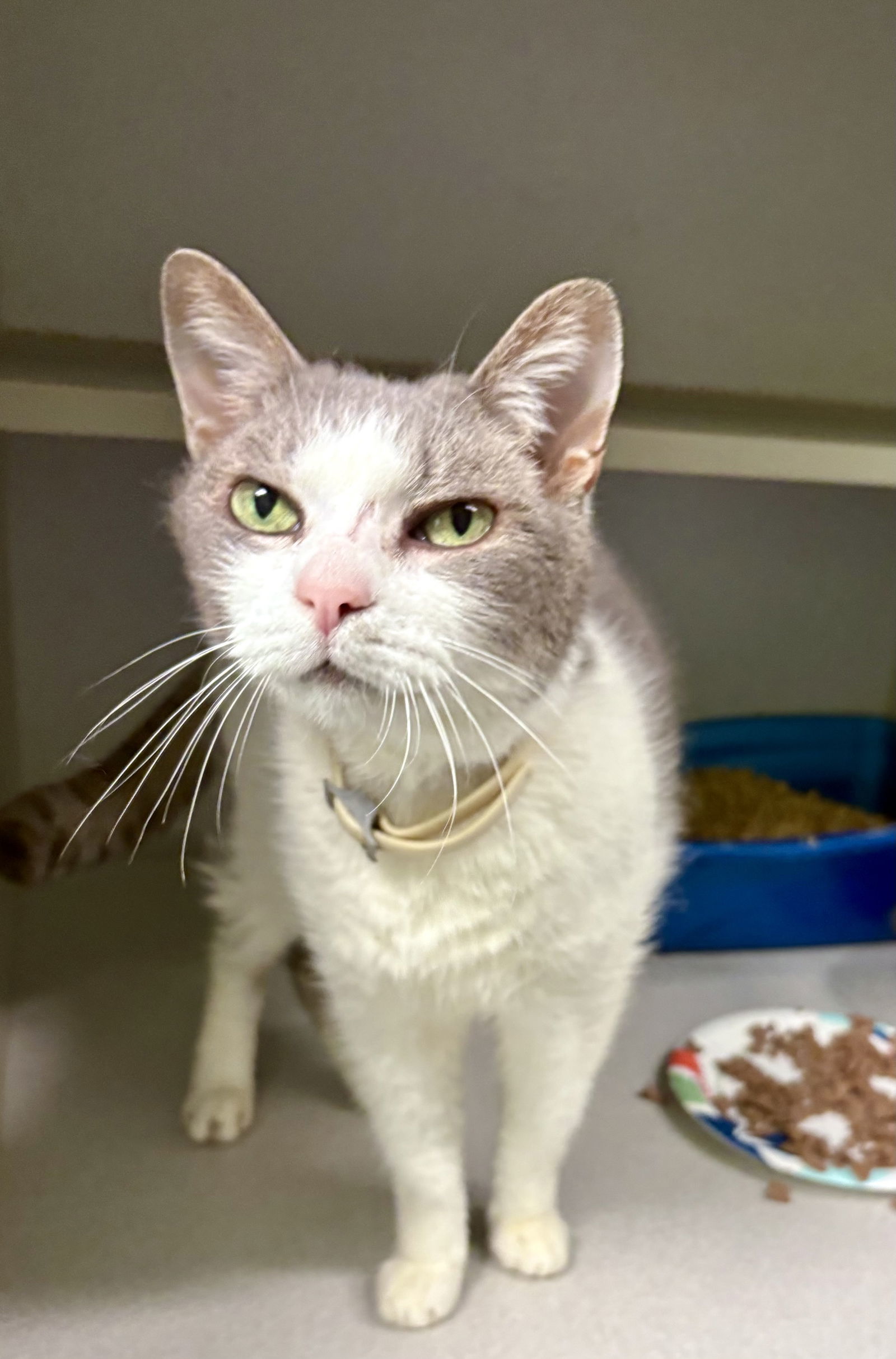 LITTLE BOY (Neutered!)