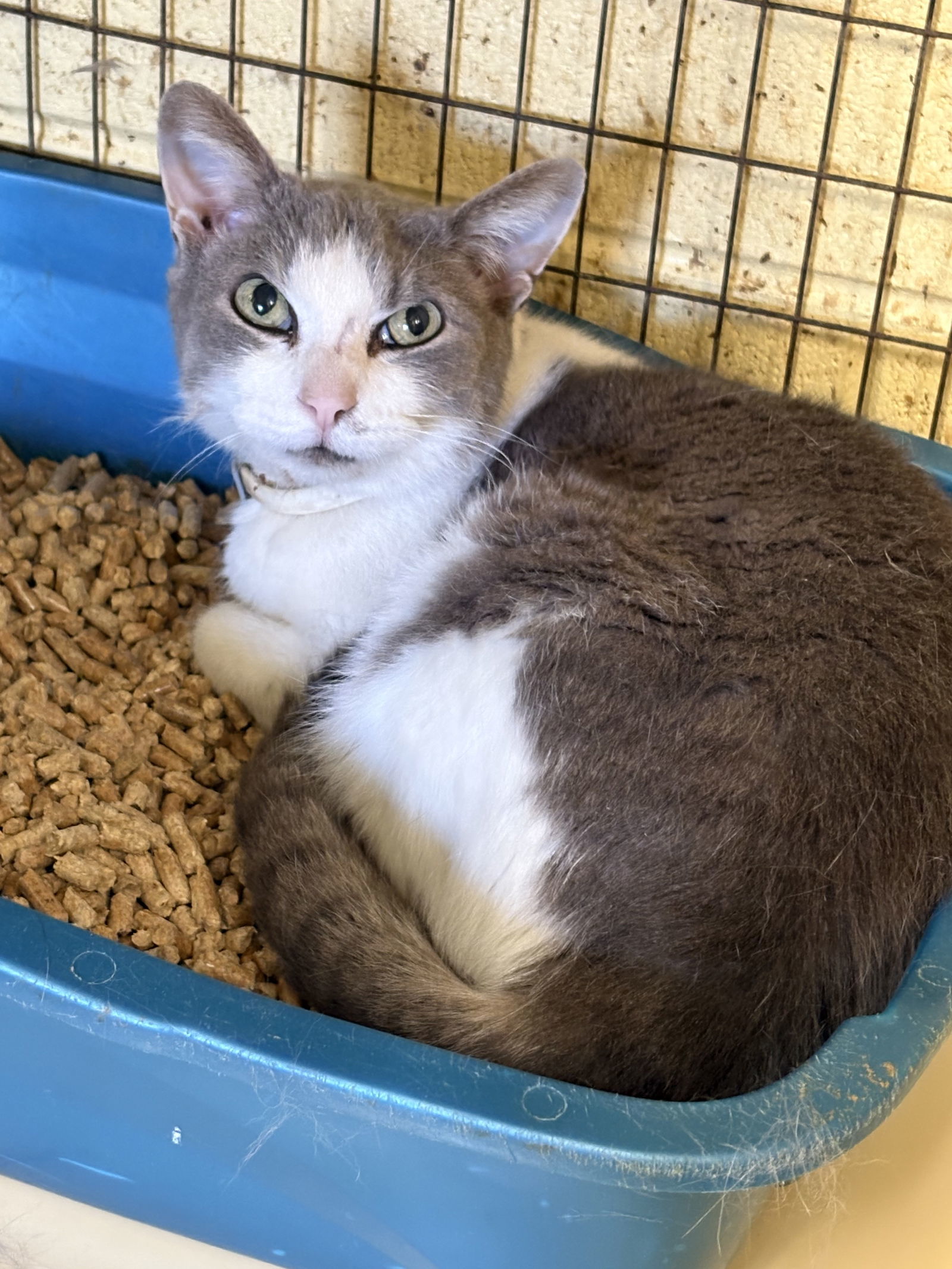LITTLE BOY (Neutered!)