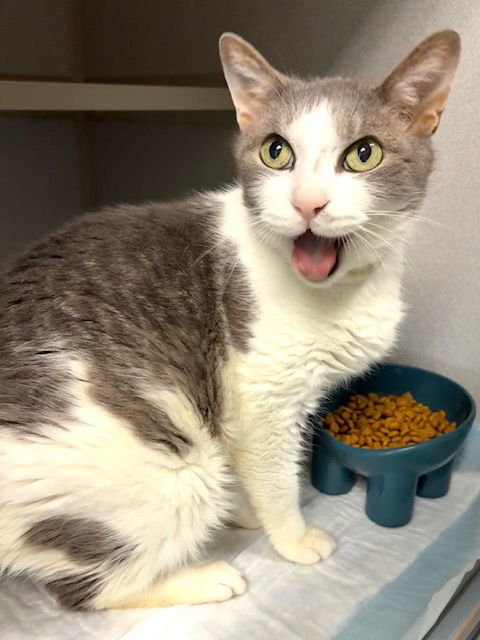 LITTLE BOY (Neutered!)