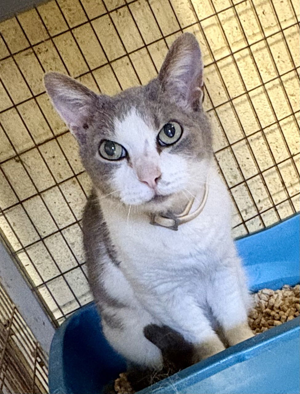 LITTLE BOY (Neutered!)