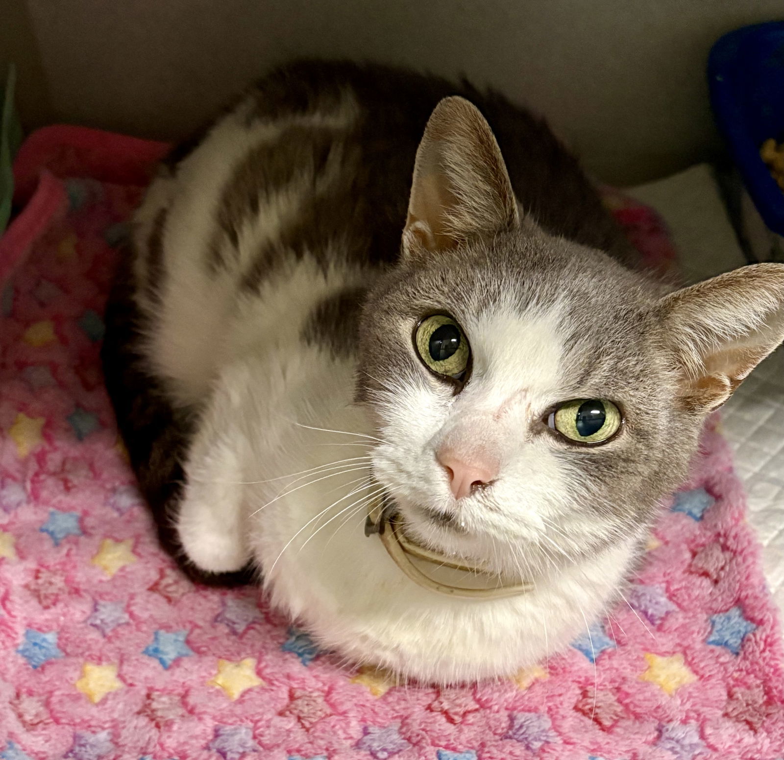 LITTLE BOY (Neutered!)