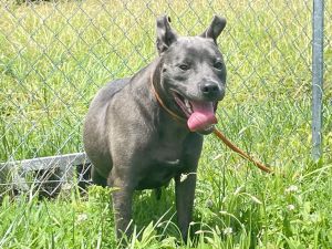 HUEY, Young Male American Bulldog