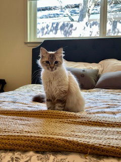Tammy Valentine, an adoptable Domestic Medium Hair, Himalayan in Vacaville, CA, 95696 | Photo Image 1
