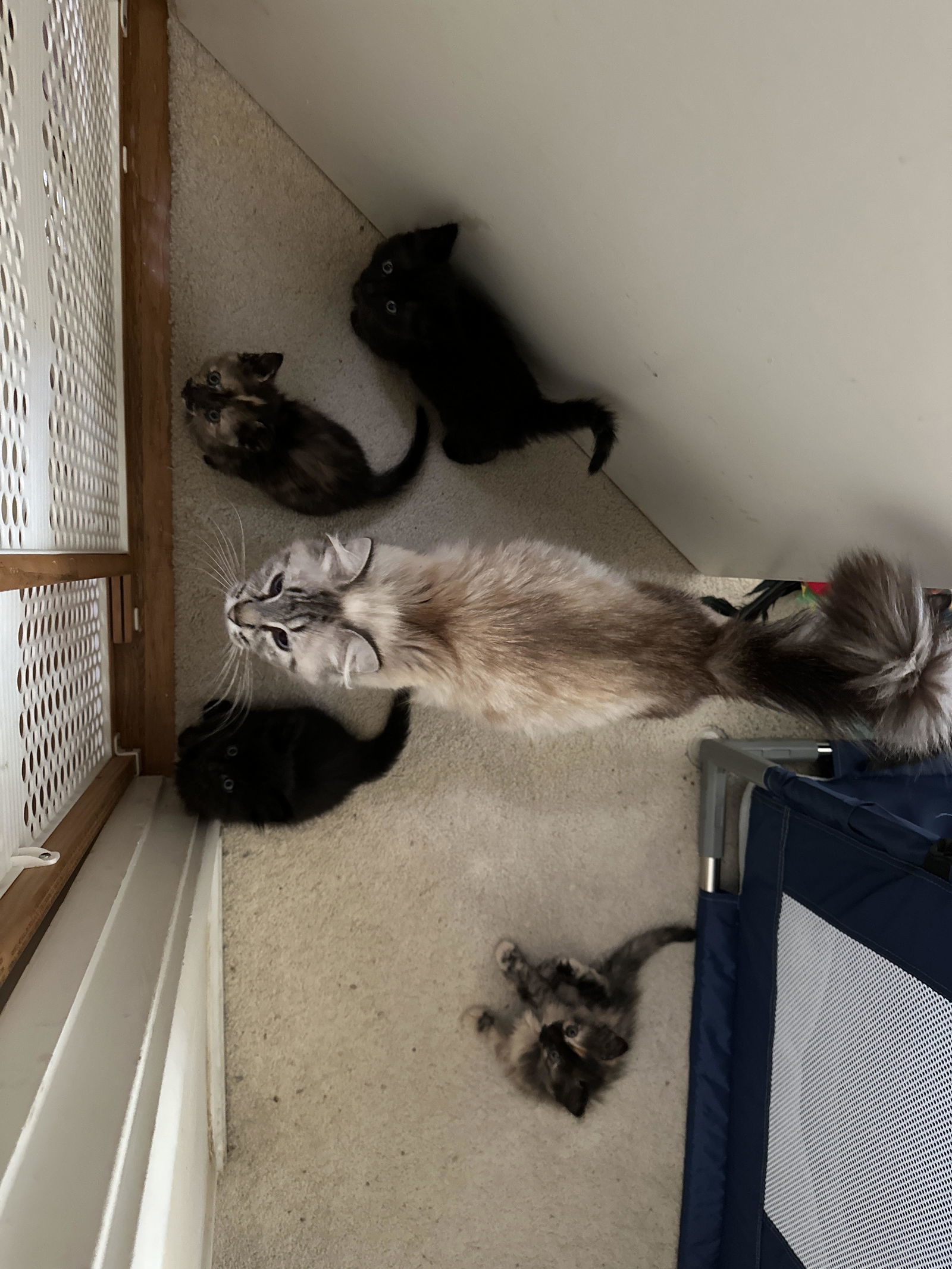 Tammy Valentine, an adoptable Domestic Medium Hair, Himalayan in Vacaville, CA, 95696 | Photo Image 3
