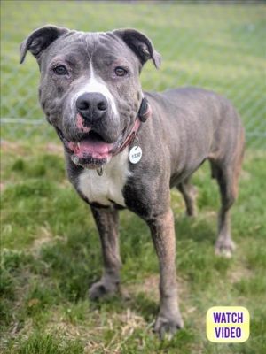 Gretta *FEE WAIVED*, Adult Female Terrier