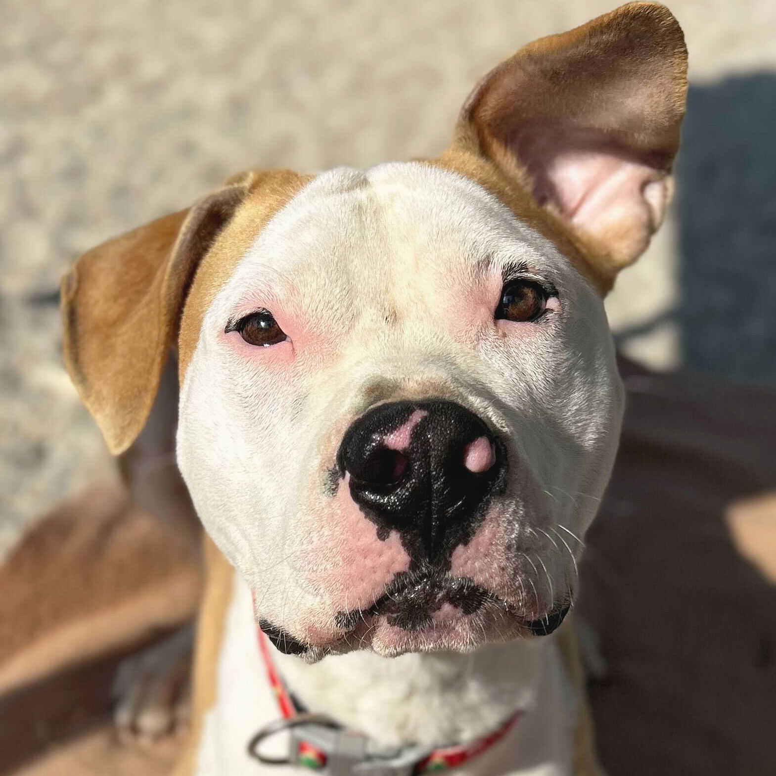 Quincy - Name Your Own Adoption Fee!