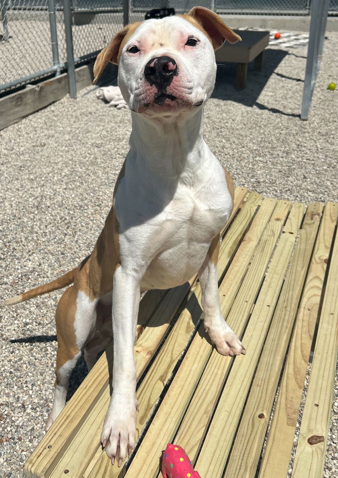 Quincy - Name Your Own Adoption Fee!