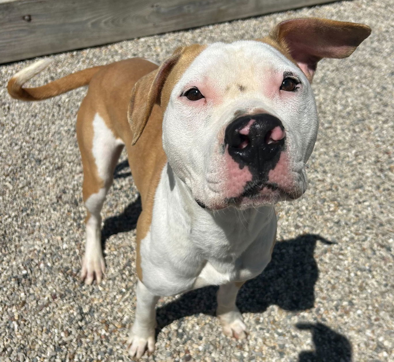 Quincy - Name Your Own Adoption Fee!
