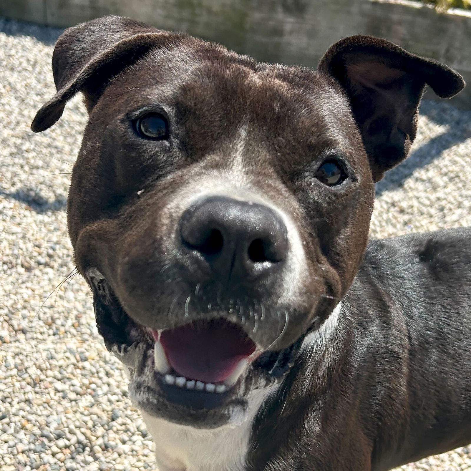 John Paul - Name Your Own Adoption Fee!