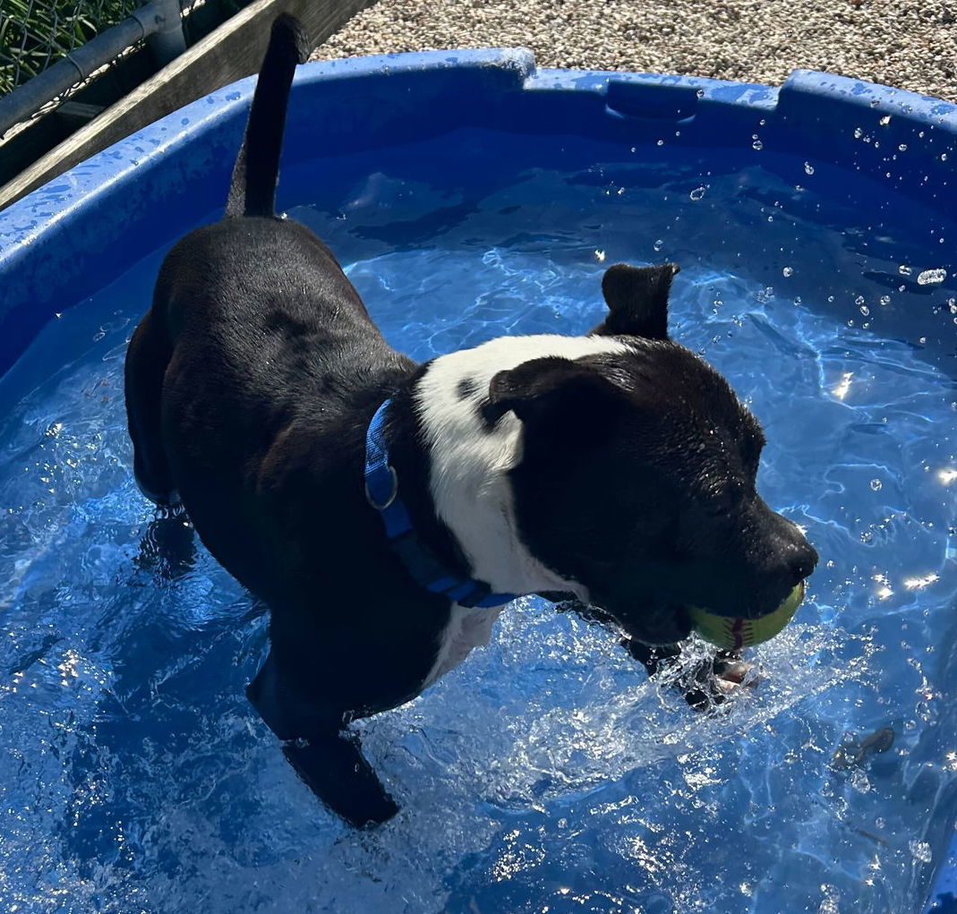John Paul - Name Your Own Adoption Fee!