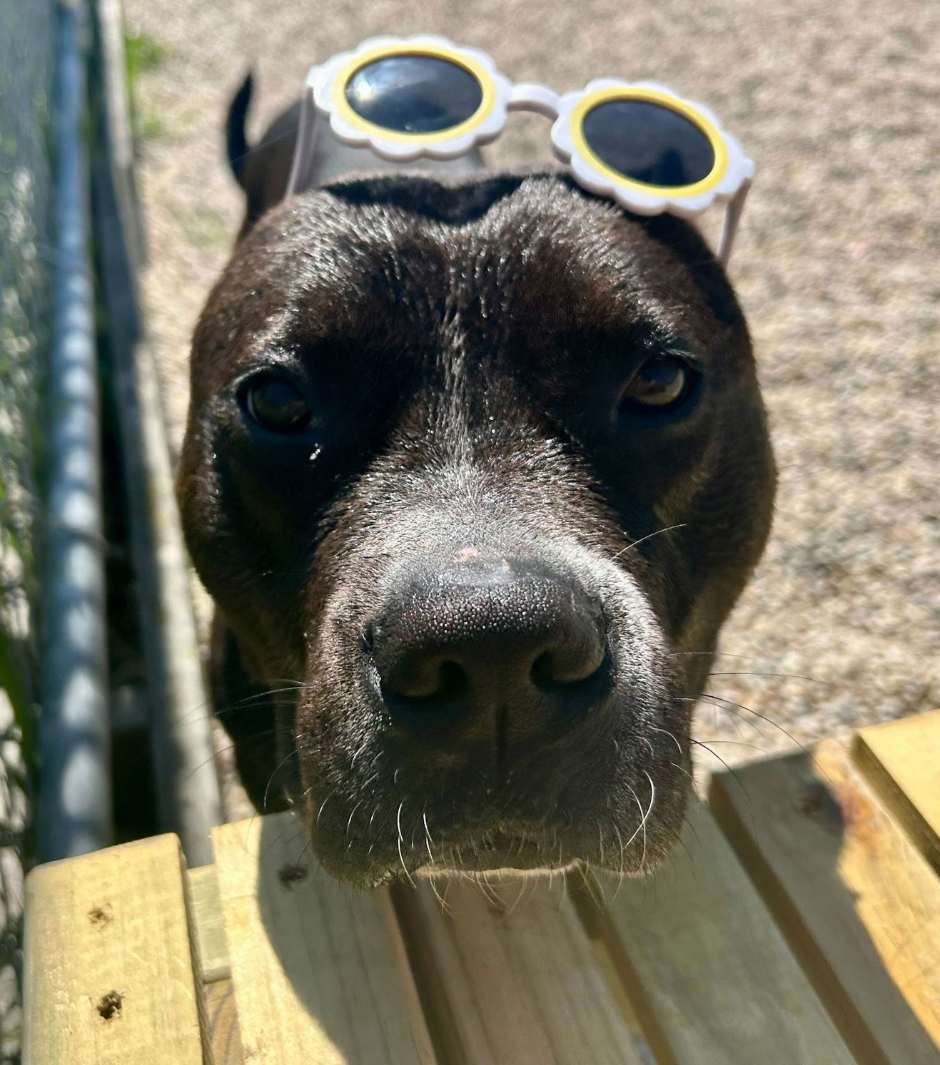 John Paul - Name Your Own Adoption Fee!