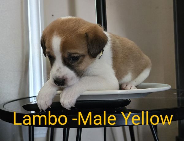 Lambo thumbnail 1